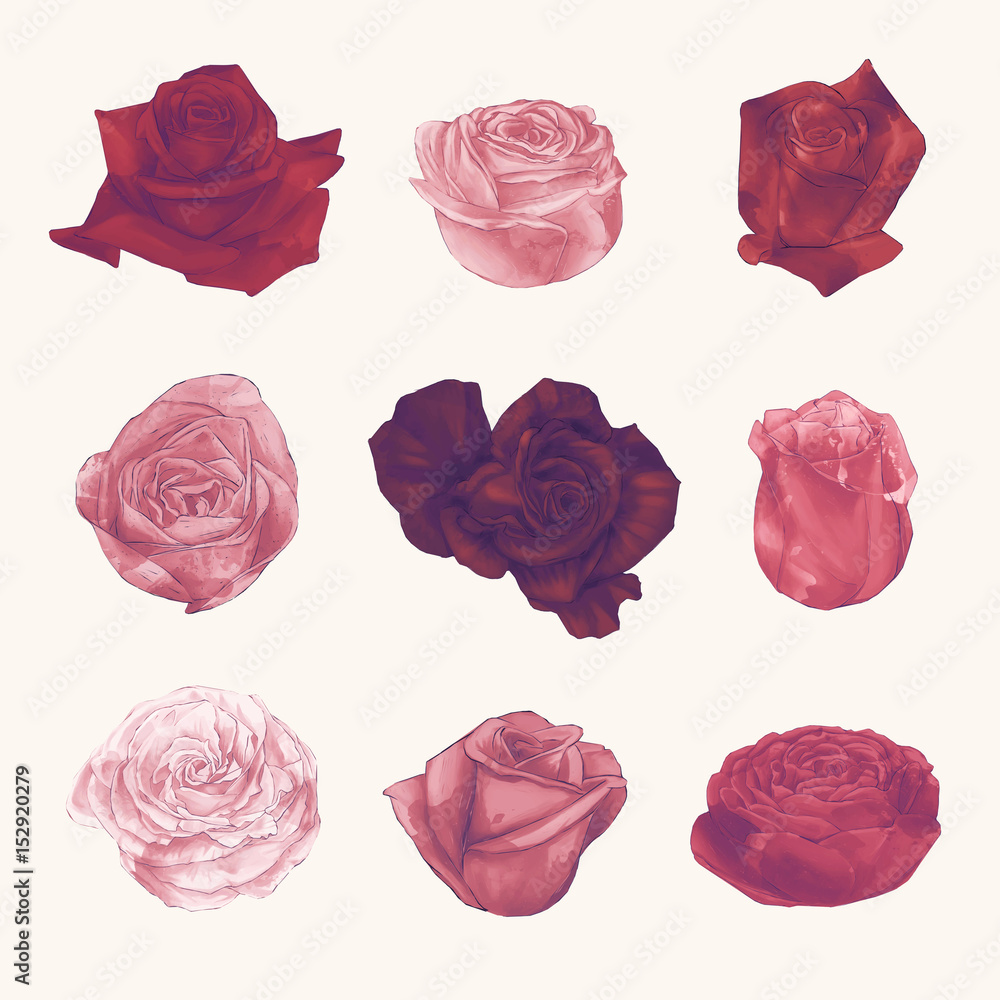 Set Collection of Watercolor Roses Hand Draw Paint Vector