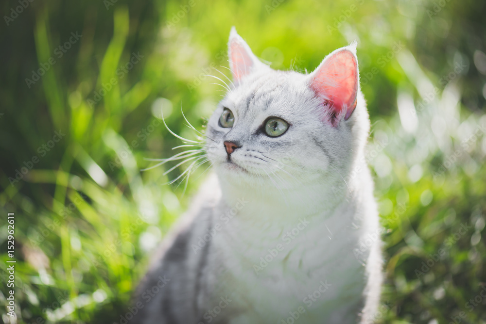 American Short Hair cat playing on green grass