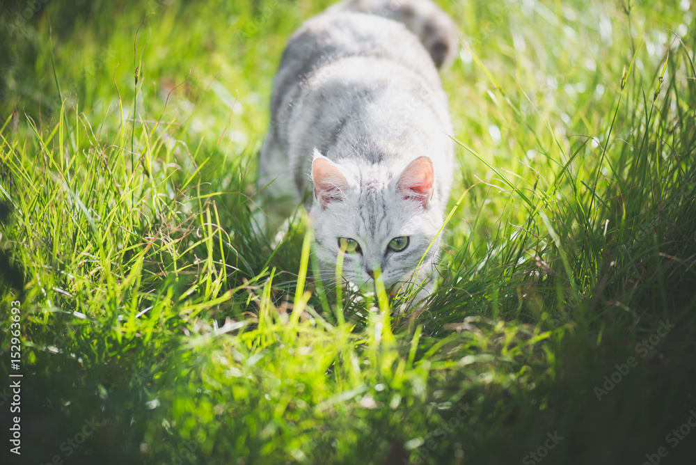 美国短毛猫在绿草上玩耍