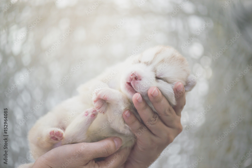 hand holding siberian husky puppy