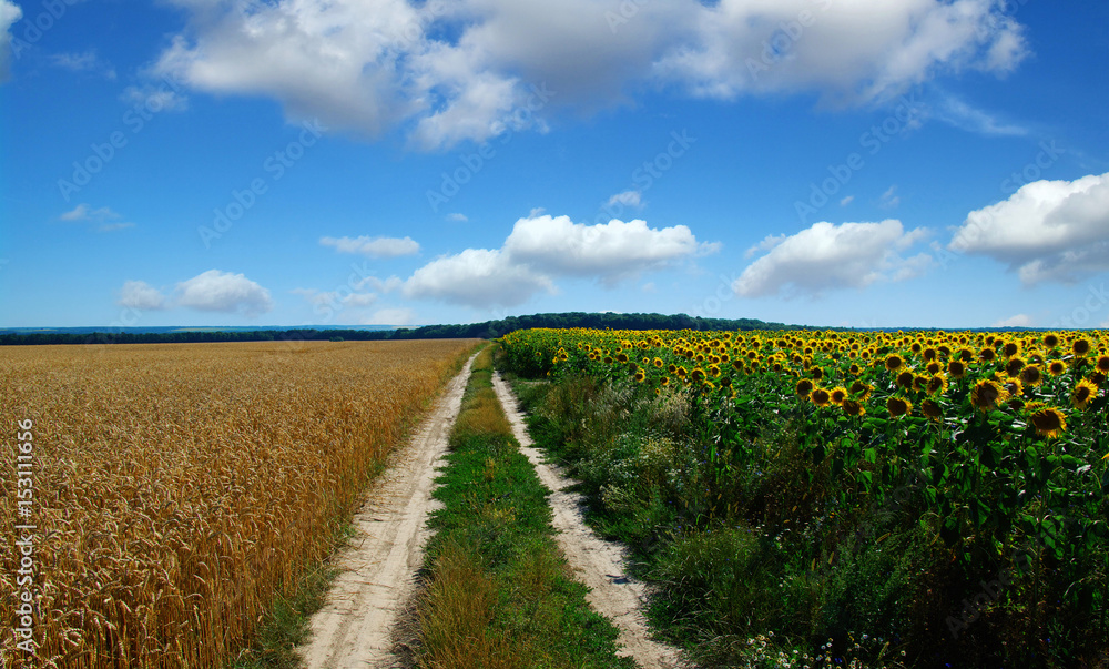 road in field