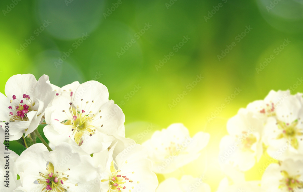 Spring blossom with soft blur background