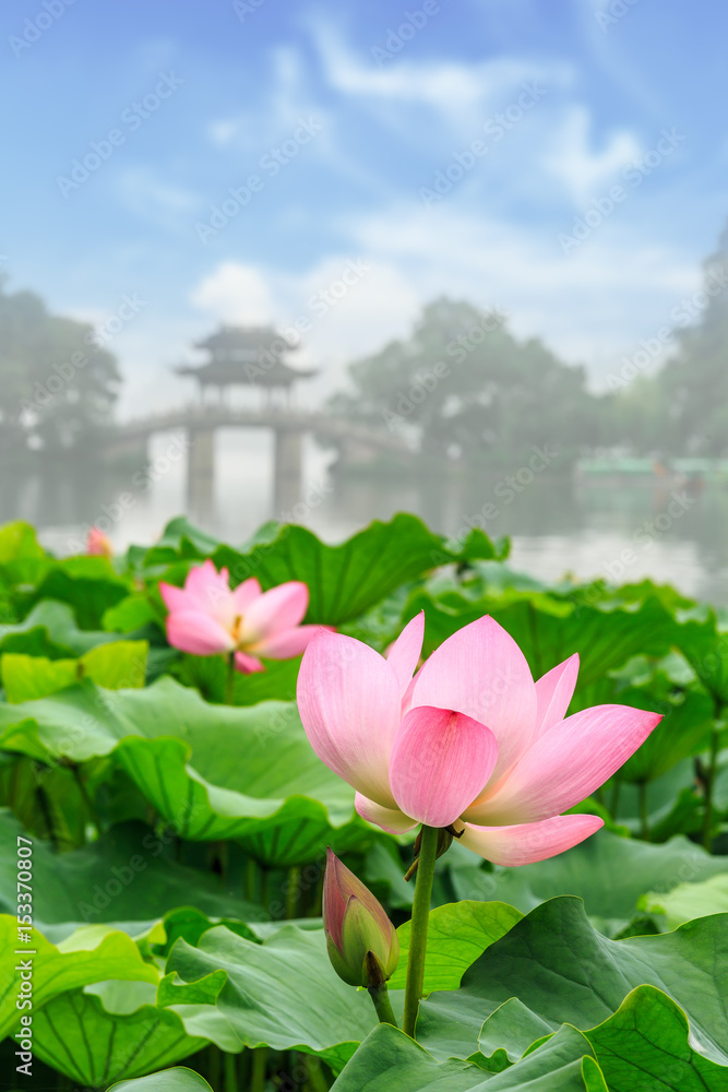 Beautiful lotus in Hangzhou West Lake,China