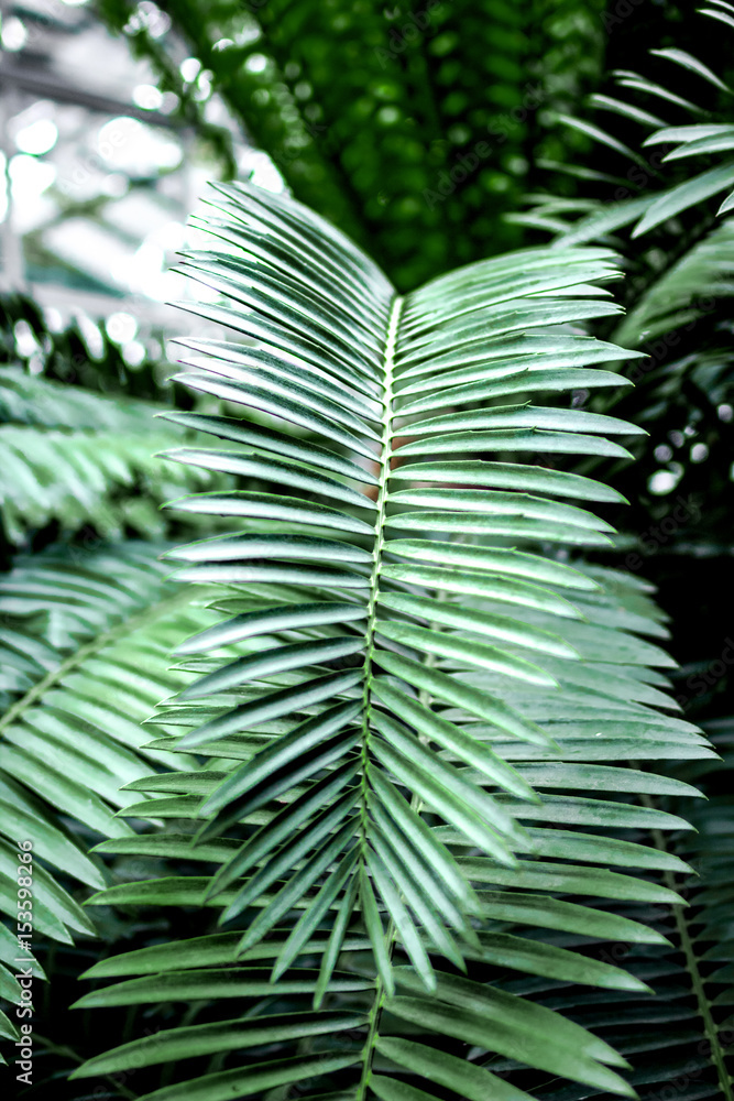 abstract pattern with green leaf close up in greenhouse