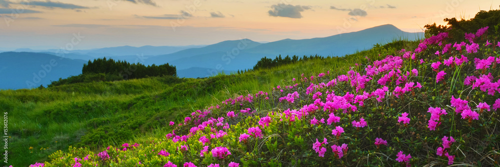 Rhododendron