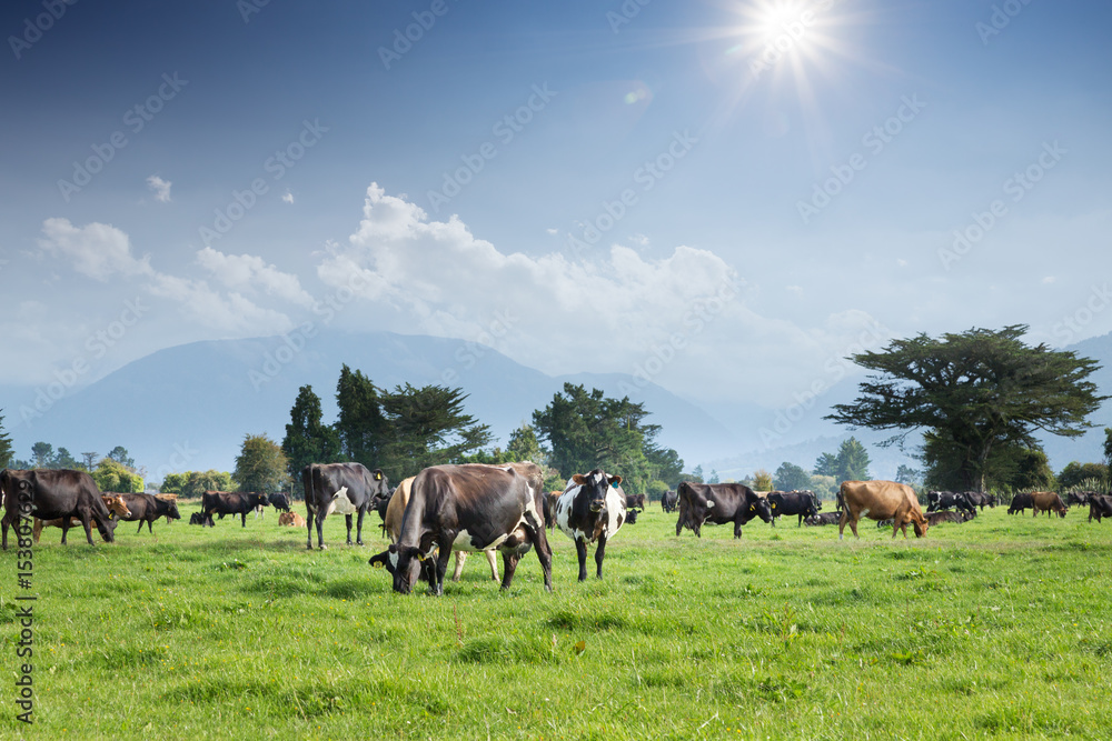 beafs on new zealand pasture in sunny day