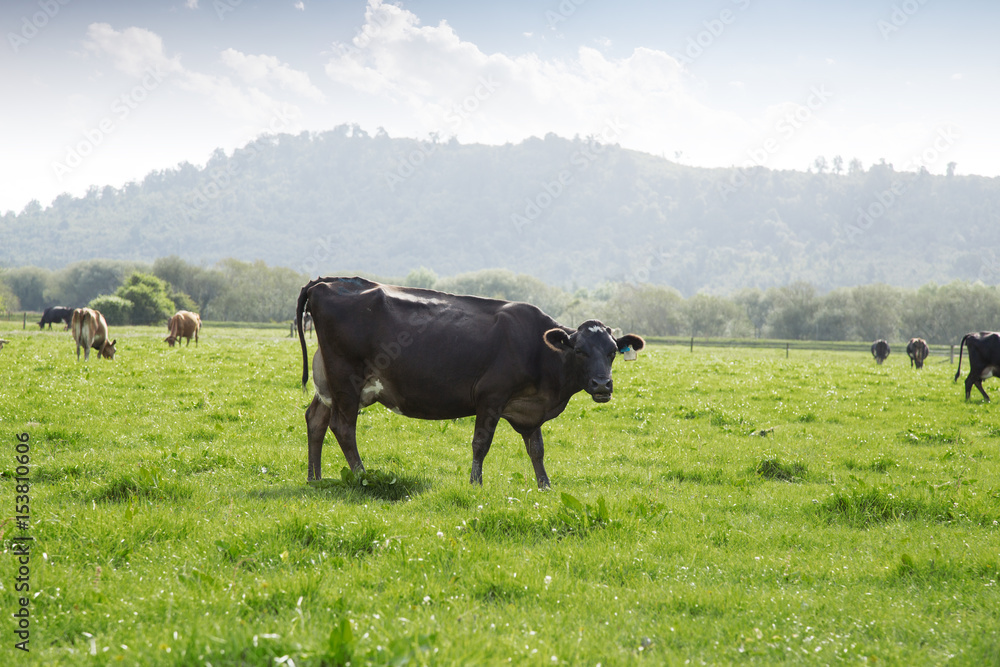 beafs on new zealand pasture in sunny day