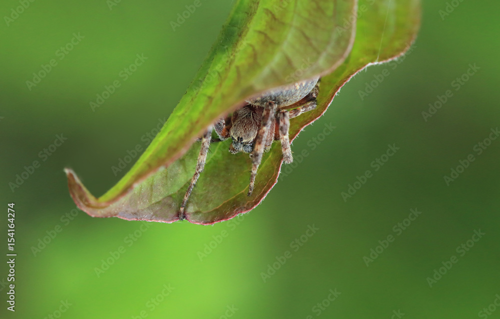 绿叶中的Araneus。