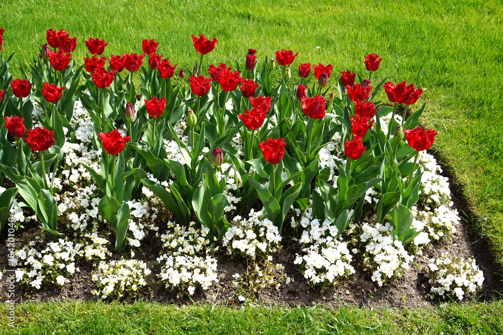 Red roses in garden