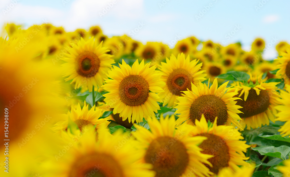 field of blooming sunflowers