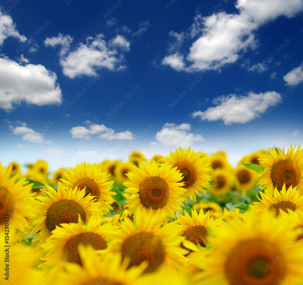 field of blooming sunflowers