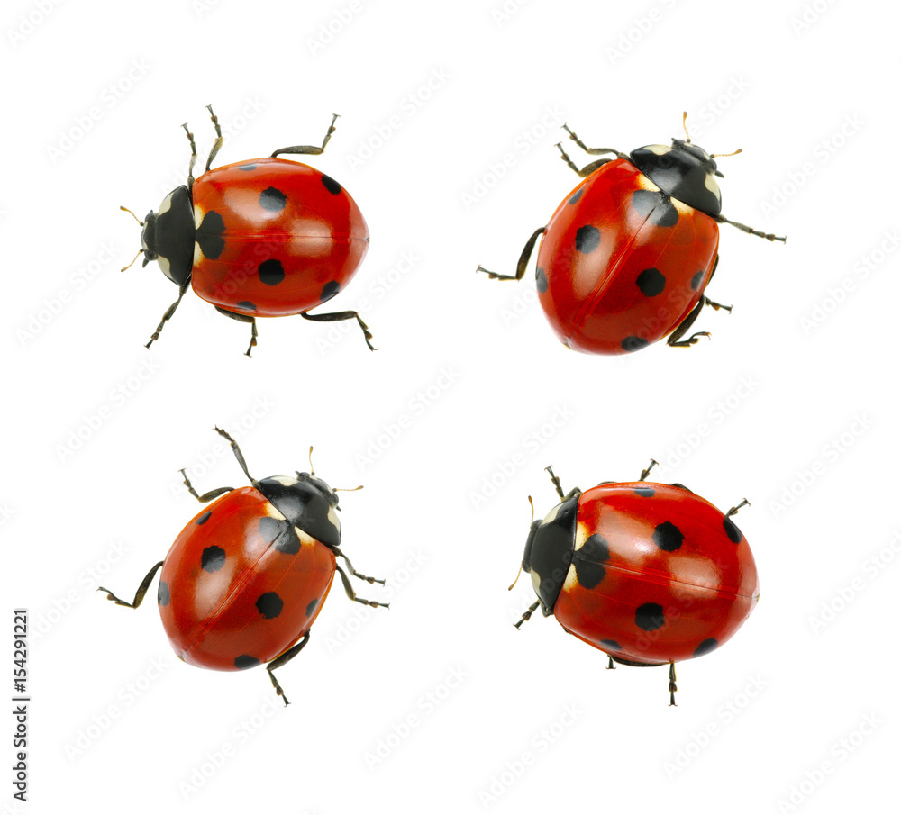  Ladybug