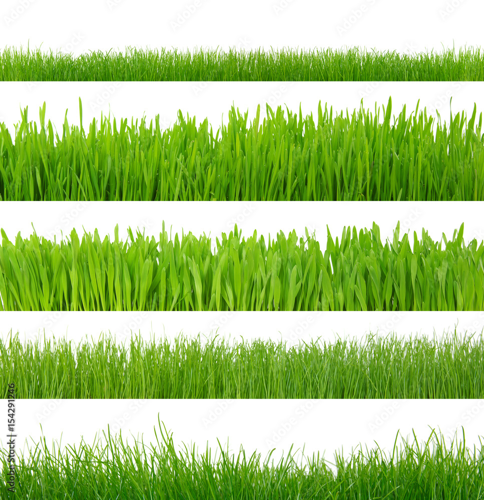 grass on white