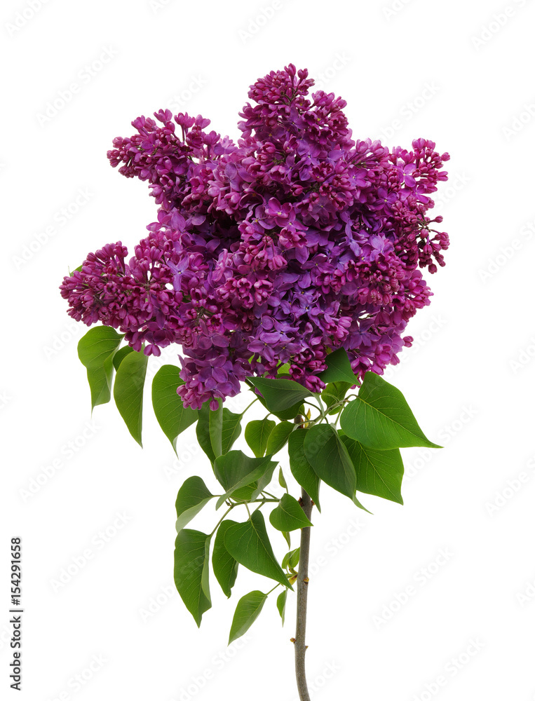 Lilac flower isolated on white