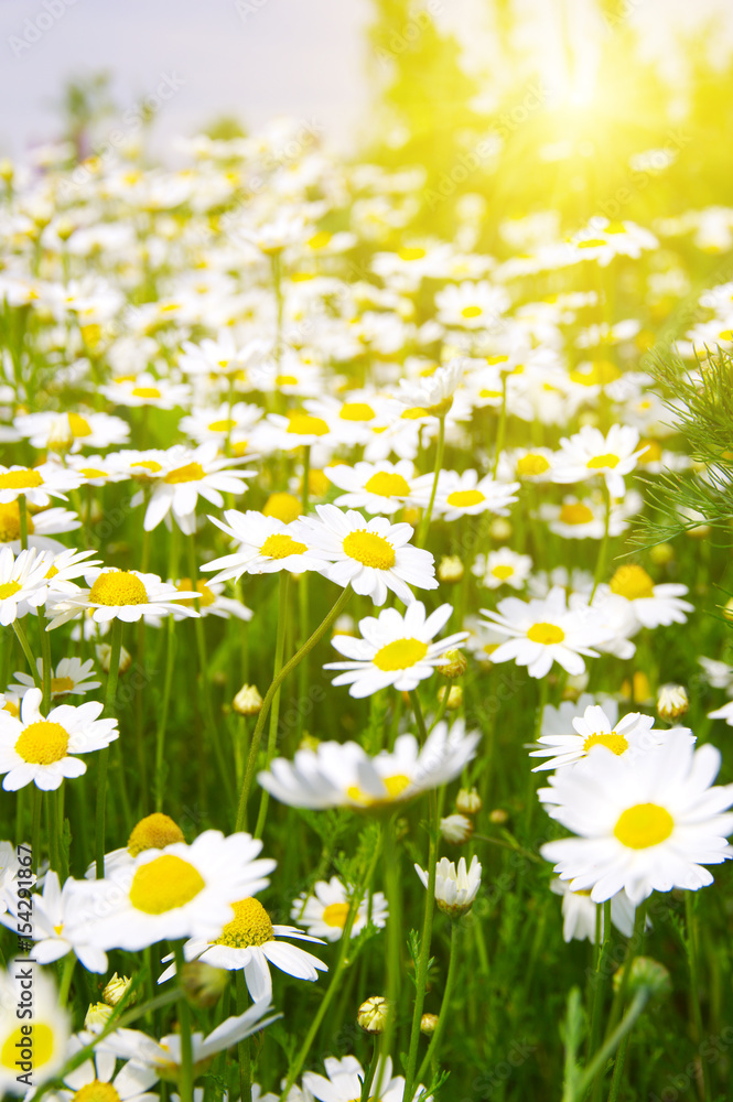 White camomiles on green field