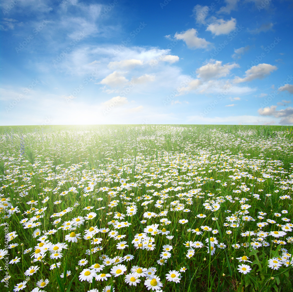 Field of daisies