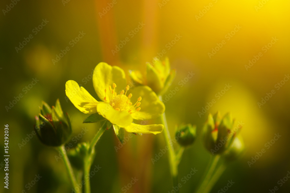 春花向阳