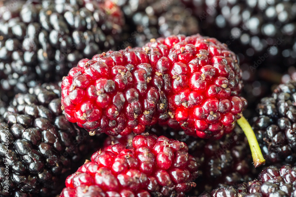 mulberry fruit closeup