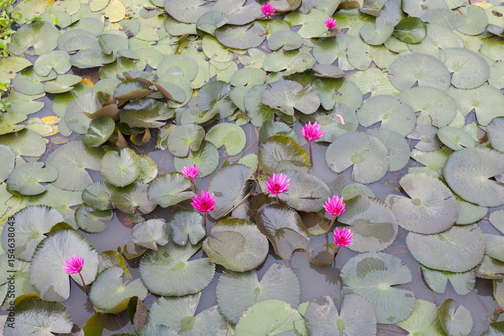 泰国Talay Noi Phatthalung省美丽的睡莲或莲花。