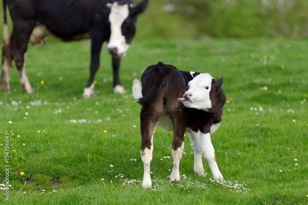 Calf on the green meadow