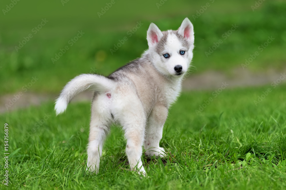 Cute little husky puppy