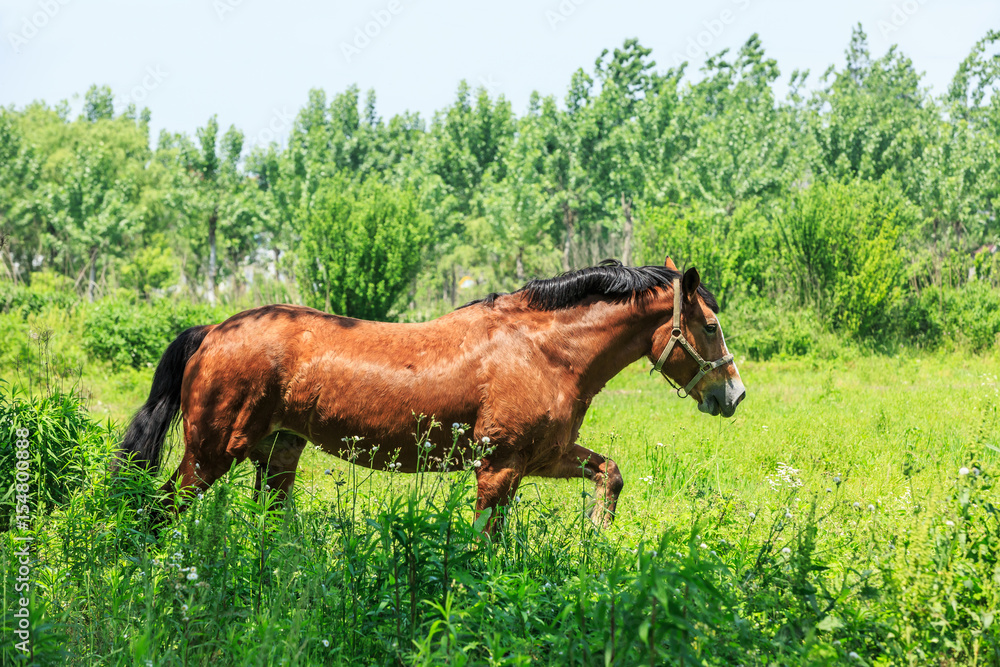 Horse on a green grass,country summer landscape