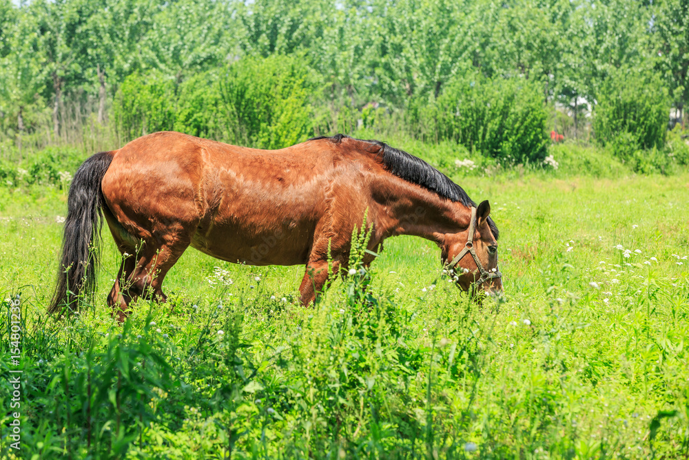 Horse eating grass in a meadow