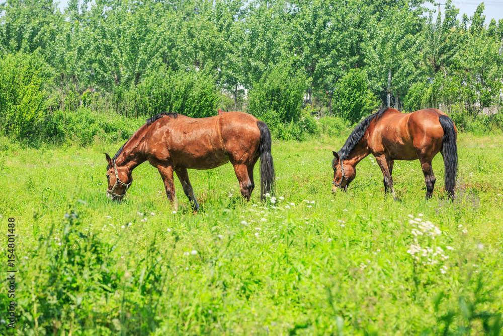 Horse eating grass in a meadow