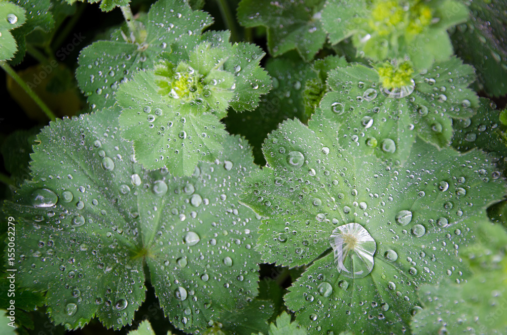 雨后植物