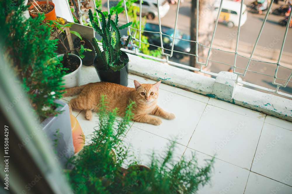 Pretty female domestic tabby cat in a home