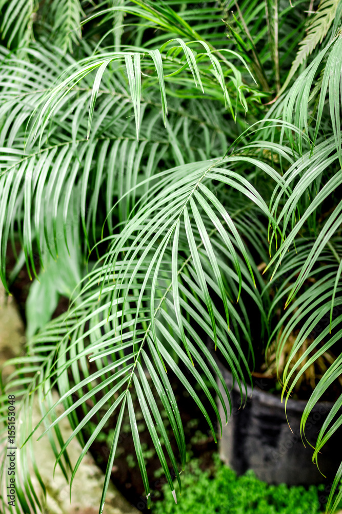 abstract pattern with green leaf close up in greenhouse