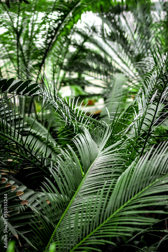 温室里的奇异绿色植物叶子特写