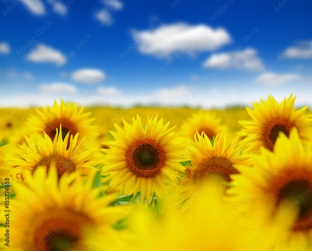 field of blooming sunflowers