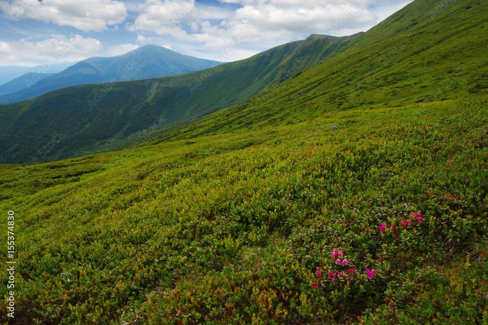 夏日山景