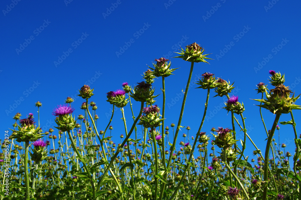 pink milk thistle flower