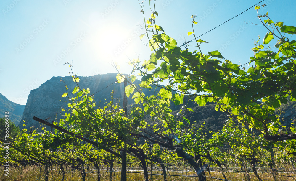 Vigneto con alberi di vite, uva