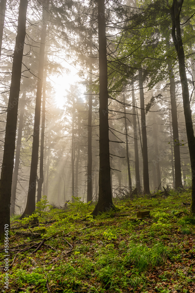 Sonnenschein im Wald