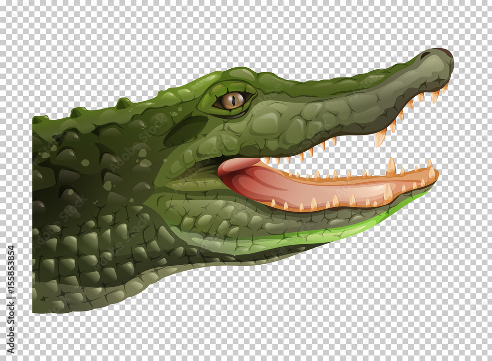 Crocodile head on transparent background