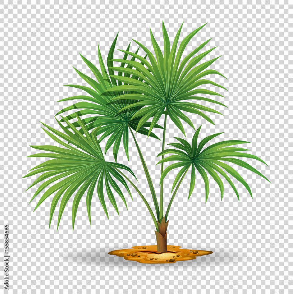 Palm tree on transparent background