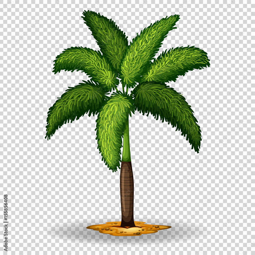 Palm tree on transparent background