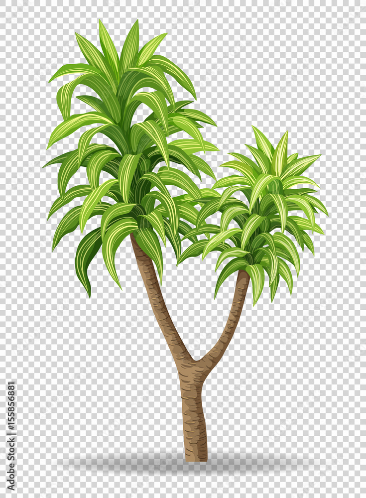 Green tree on transparent background