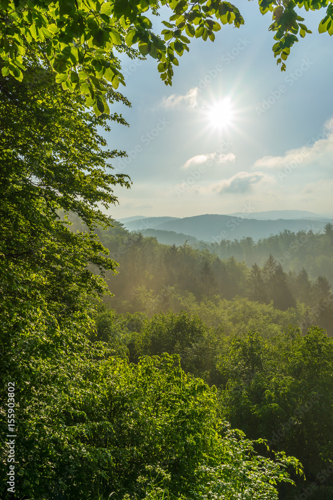 Wunderschöne Waldlandschaft bei sonnigem Wetter