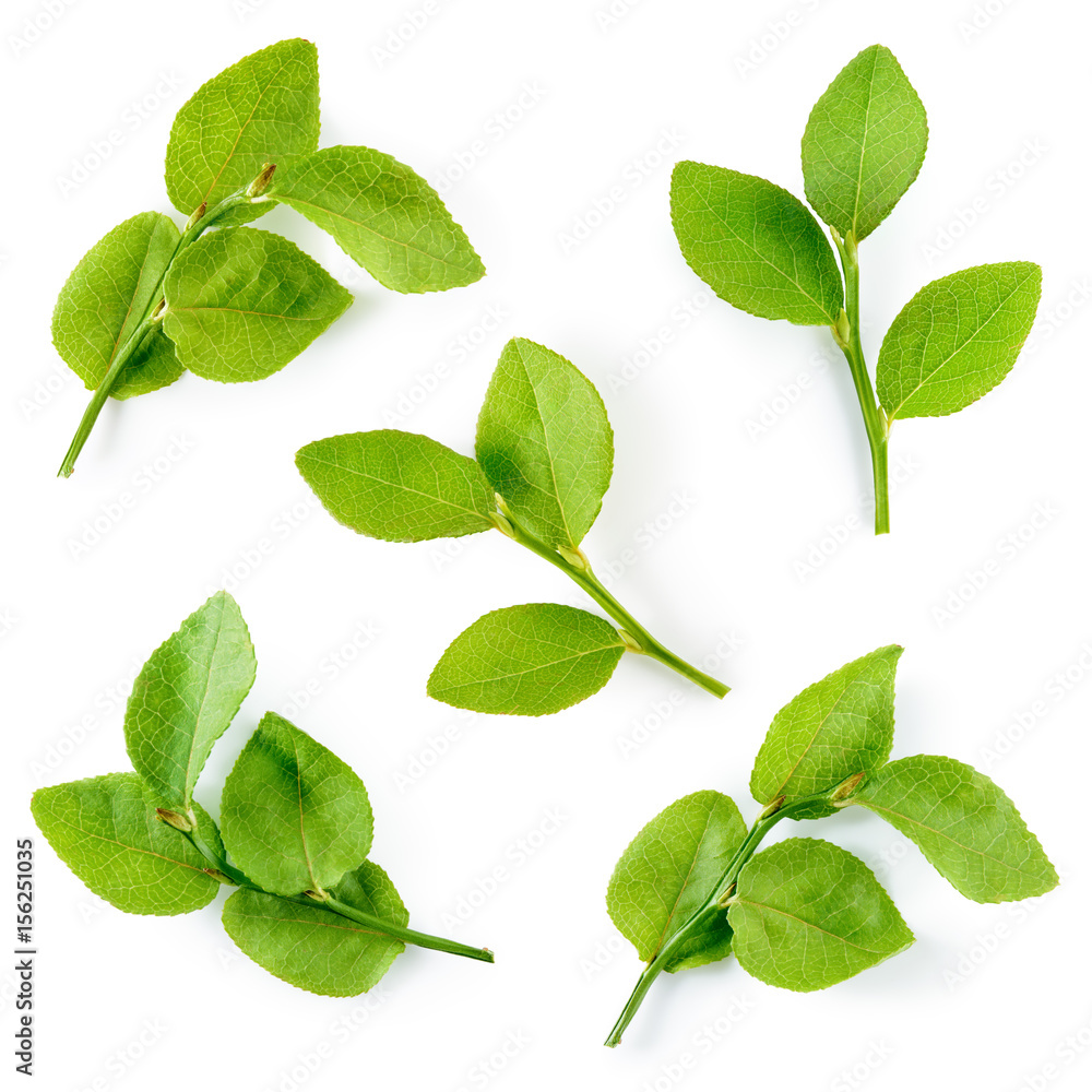 Blueberry leaves isolated on white background. Collection.