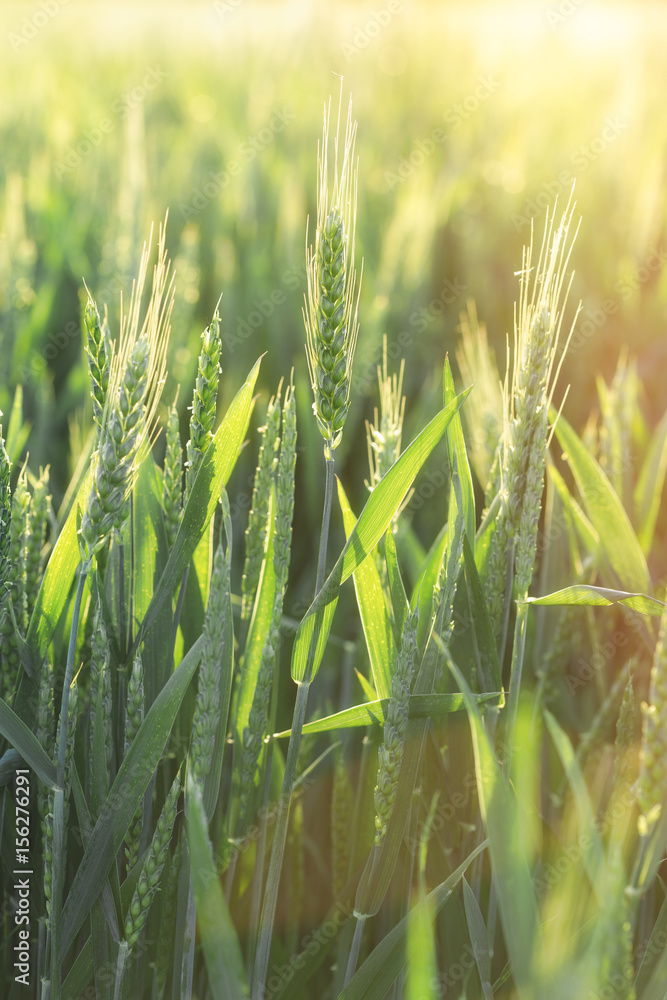 Green wheat - unripe wheat (wheat field) lit by sunlight