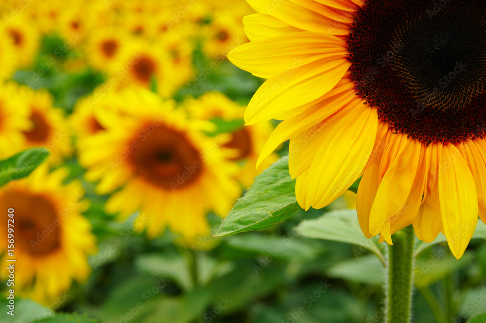 close-up of sunflower