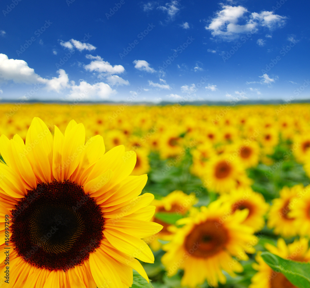 field of blooming sunflowers