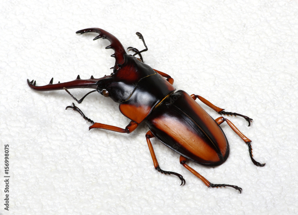 Stag beetle isolated on white