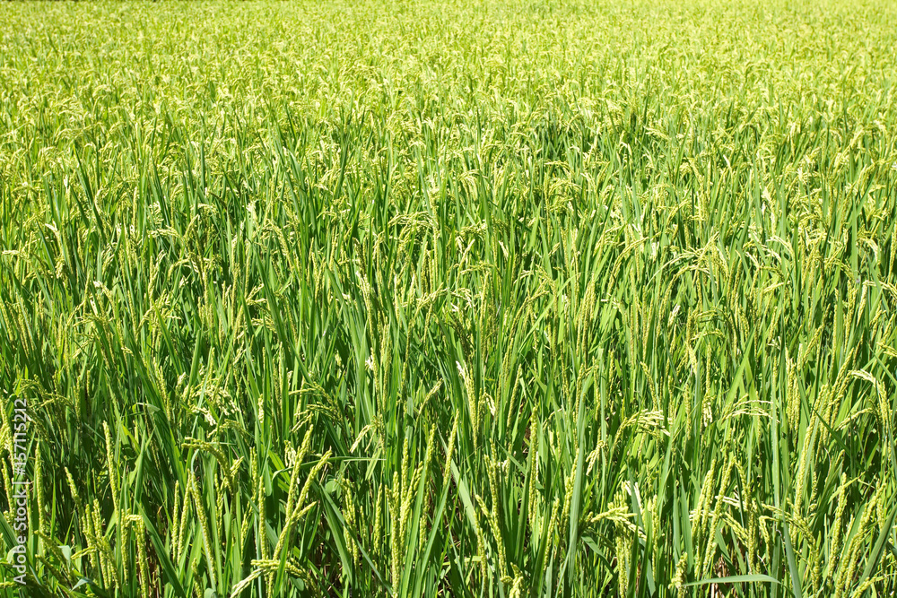 Close - up Green Rice Field in summer