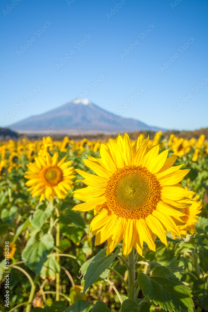 秋季山中花卉公园的向日葵田和富士山