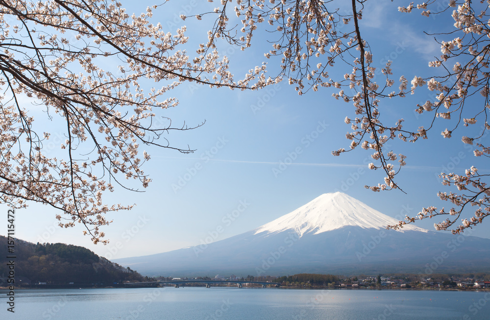 樱花樱花和富士山在河湖